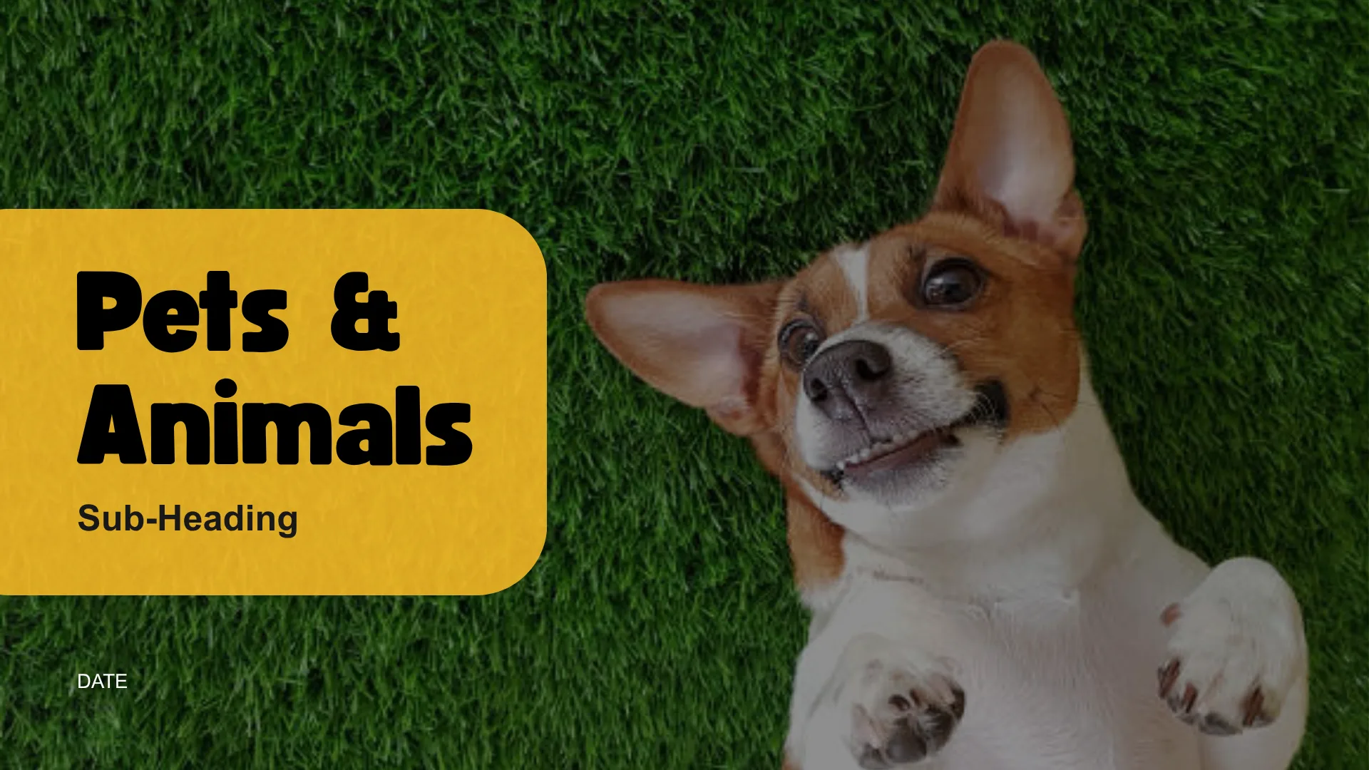PET CARE & ESSENTIALS slide 1